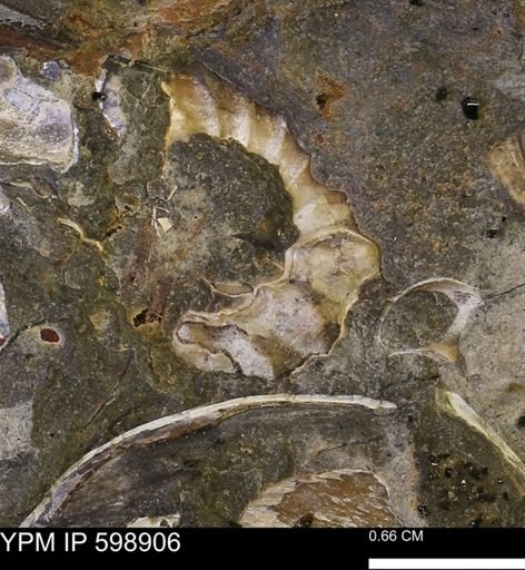 Hoploscaphites sp.