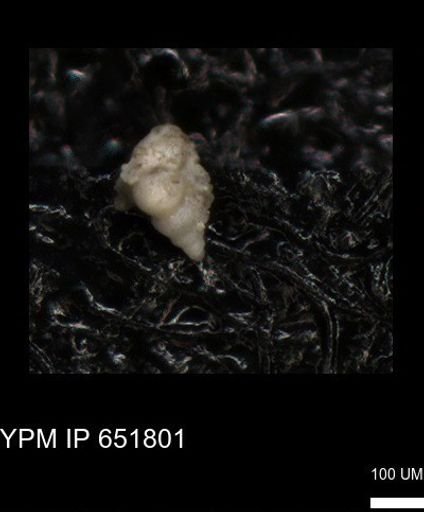 undet. Heterohelicidae