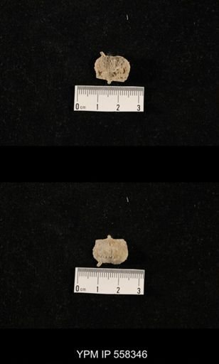 Costispinifera sp.