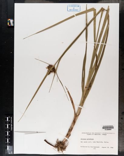 Scirpus paludosus