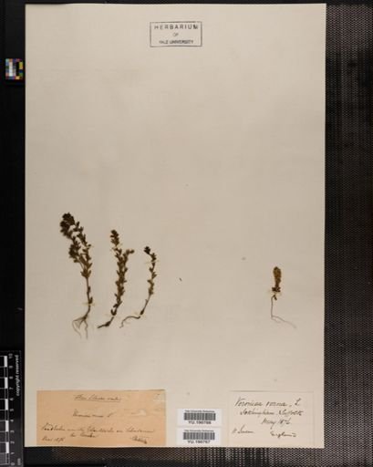 Plantae