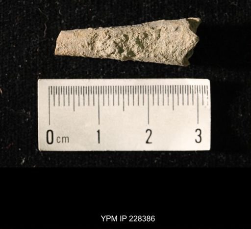 Pseudorthoceras knoxense