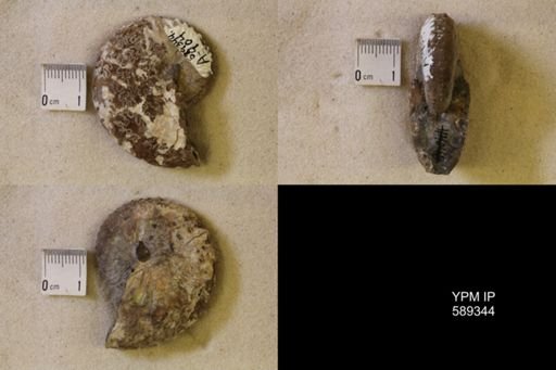 Discoscaphites sp.