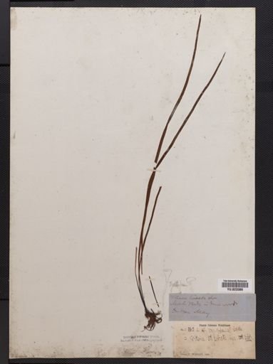 Vittaria
