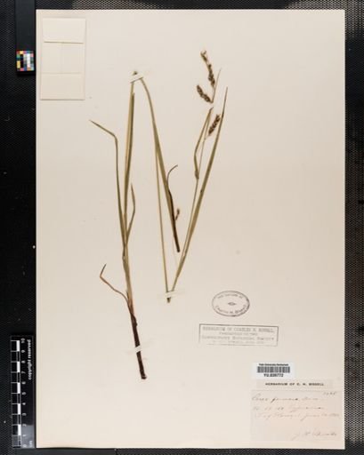 Carex formosa