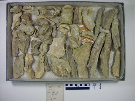 Xiphactinus sp.