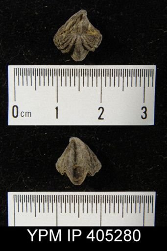 Cyrtina hamiltonensis