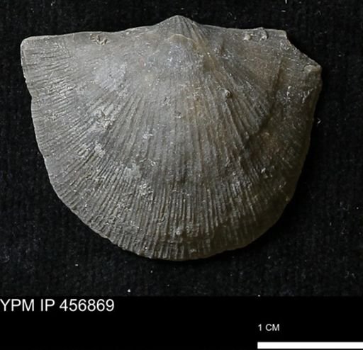 Stropheodonta sp.
