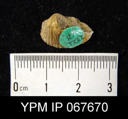 Anastrophia verneuili