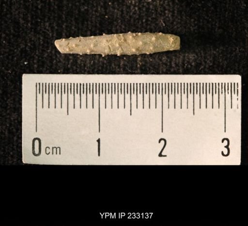 Archaeocidaris sp.