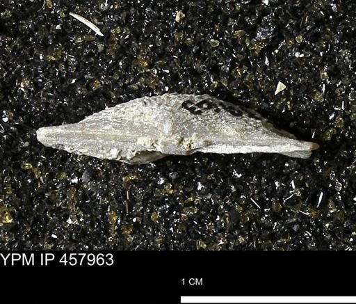 Strophodonta sp.