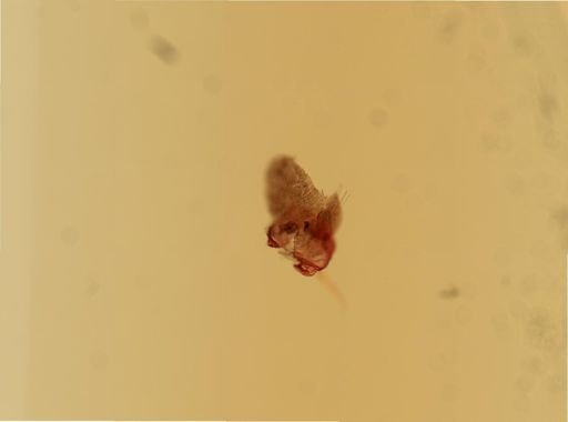 Phyllodoce
