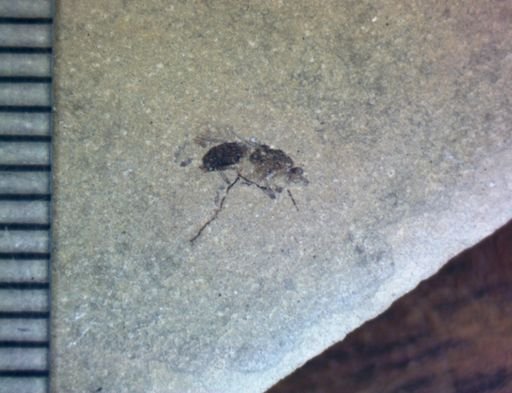 undet. Brachycera