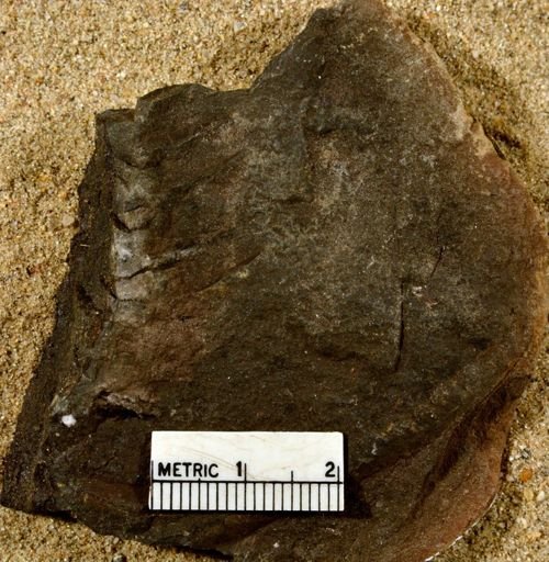 Lepidostrobus sp.