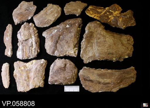 Xiphactinus