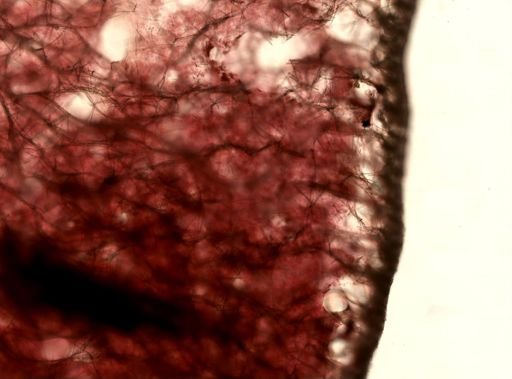 Haliclona sp.