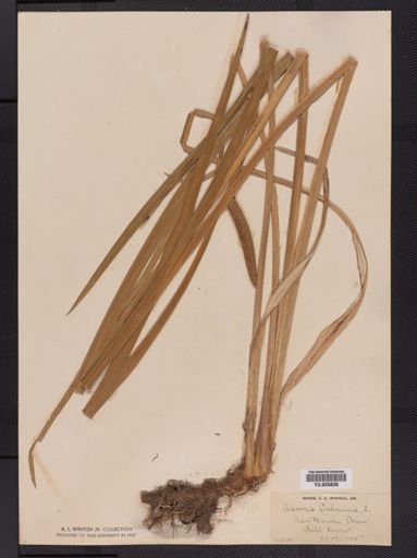 Acorus calamus