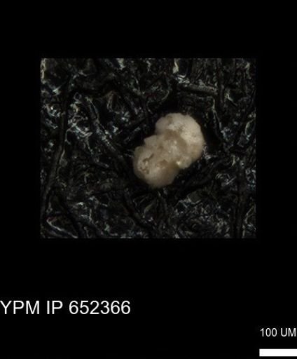 undet. Foraminiferida