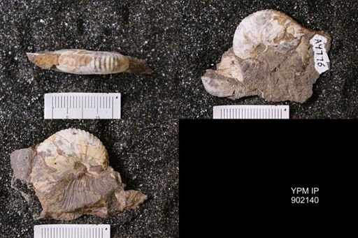 undet. Inoceramidae