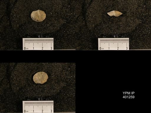 Orthis (Plectorthis) dichotoma