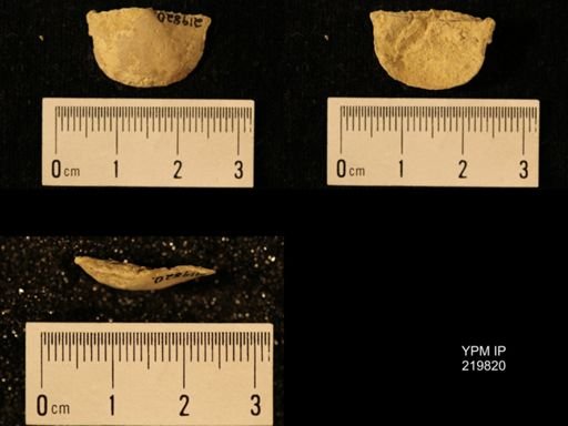 Chonetes granulifer