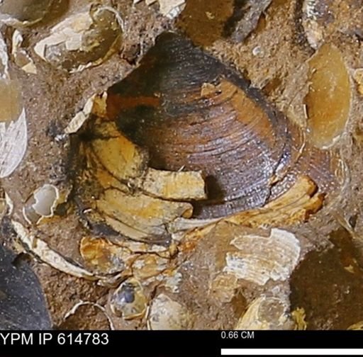 Limopsis striatopunctatus