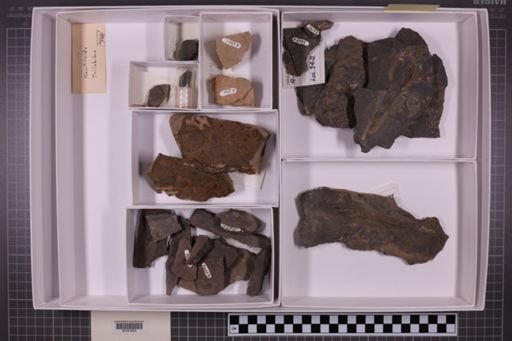 mixed taxa, stratigraphic collection