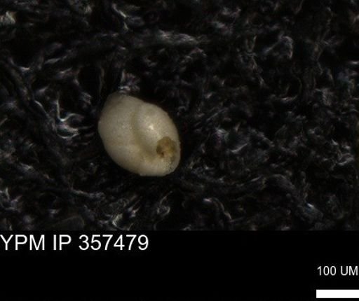 undet. Foraminiferida