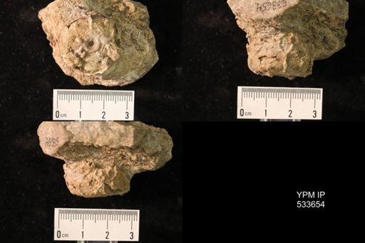 undet. Crinoidea