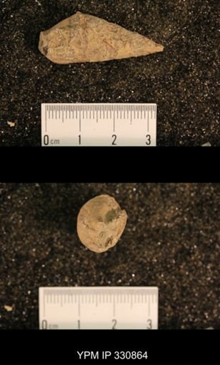 Meekospira peracuta choctawensis