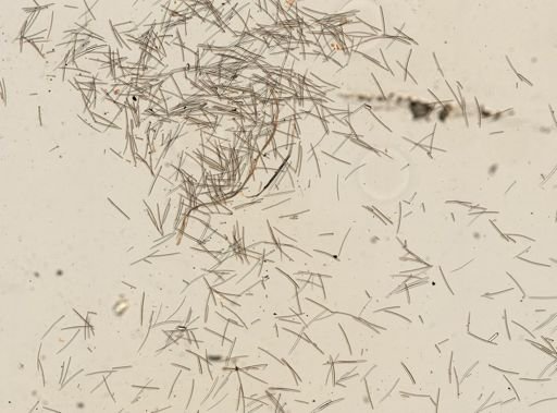 Iotrochota
