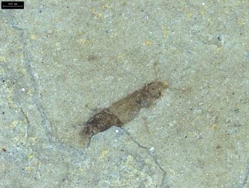 undet. Staphylinidae