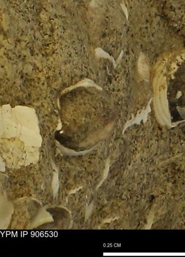Corbulamella?