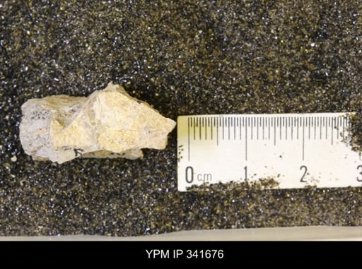 Inoceramus sp.