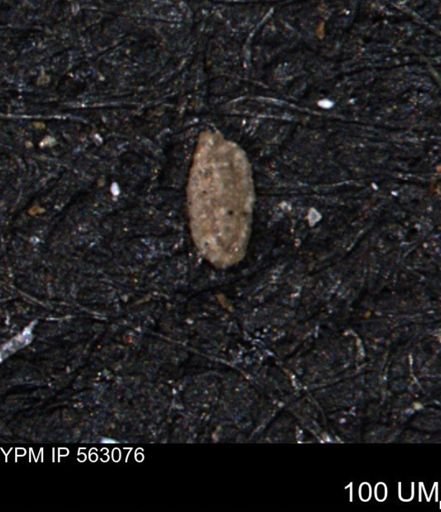 Miliammina manitobensis