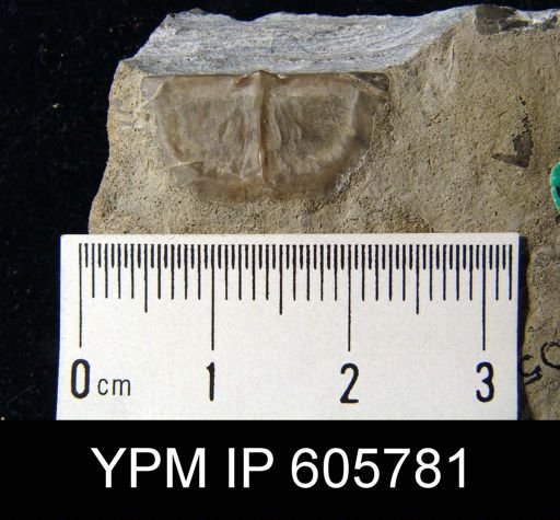 Sowerbyites sp.