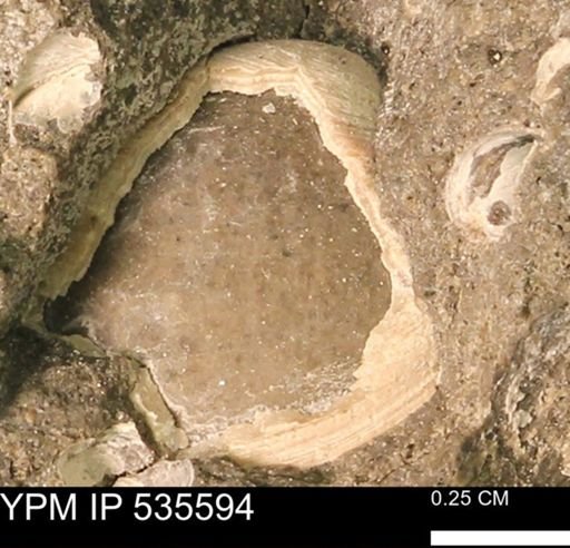 Protocardia subquadrata