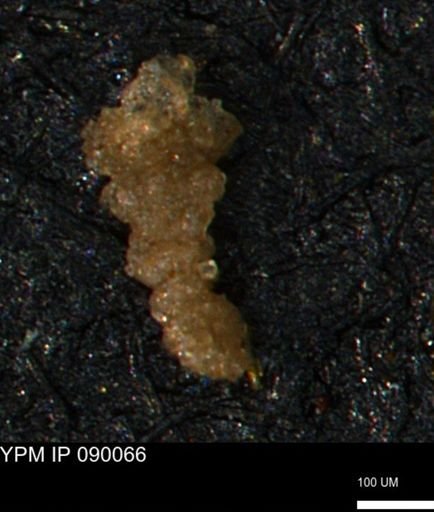 undet. Foraminiferida