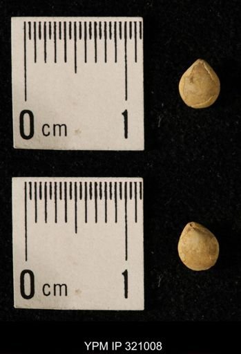 Dielasma elongatum