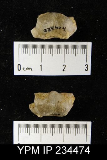 Marginifera splendens