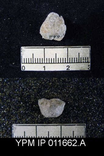 Marginifera cristobalensis