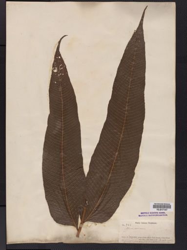 Dryopteris