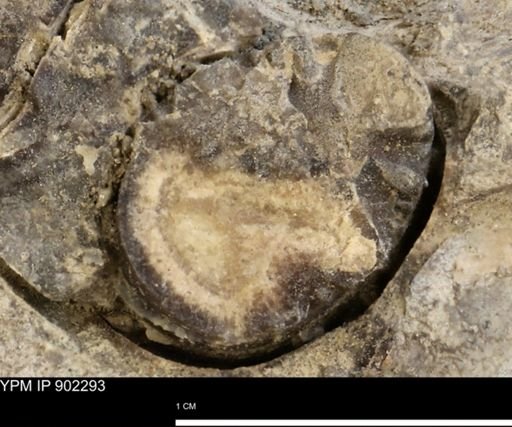 Baculites sp.