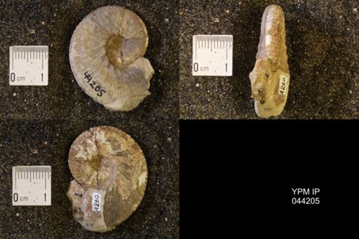 Hoploscaphites nicolletii