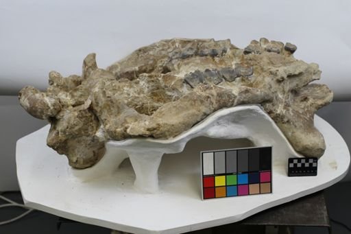 Megacerops sp.