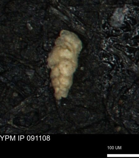 Verneuilina canadensis