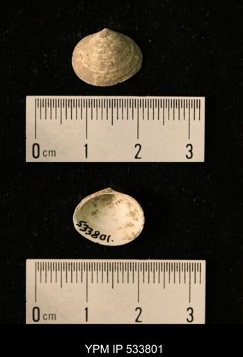 Macoma groenlandica