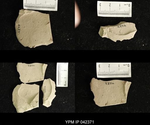 undet. Hexapoda