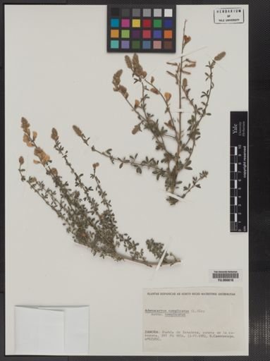 Plantae