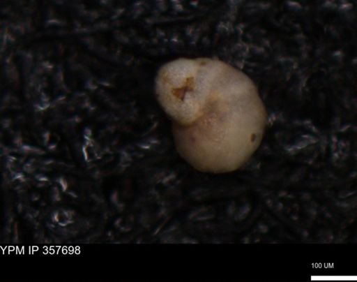 undet. Foraminiferida